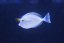 naso tonganus s 1600x1065