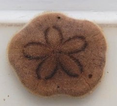 clypeaster australasiae4