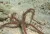 Ophiomastix annulosa