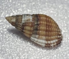 nassarius reticulatus2 nassarius reticulatus2