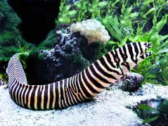 Gymnomuraena zebra