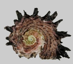 Angaria delphinus