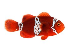 Premnas biaculeatus Lighting Maroon