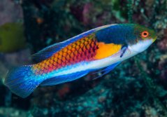 Cirrhilabrus ryukyuensis