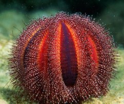 mespilia globulus2