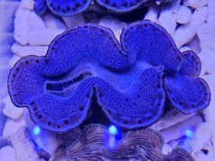 Tridacna maxima ULTRA BLUE č.1