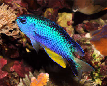 Pomacentrus alleni2