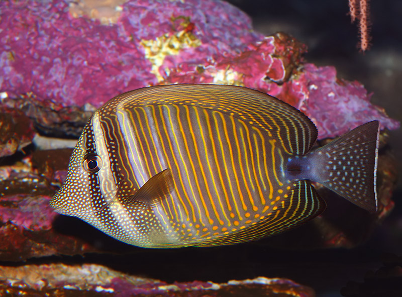zebrasoma desjardinii old