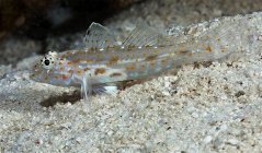 Fusigobius pallidus