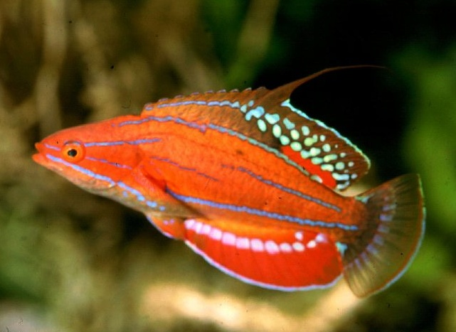 Paracheilinus carperteri3