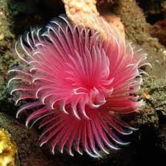 Sabellastarte sp. Spirale