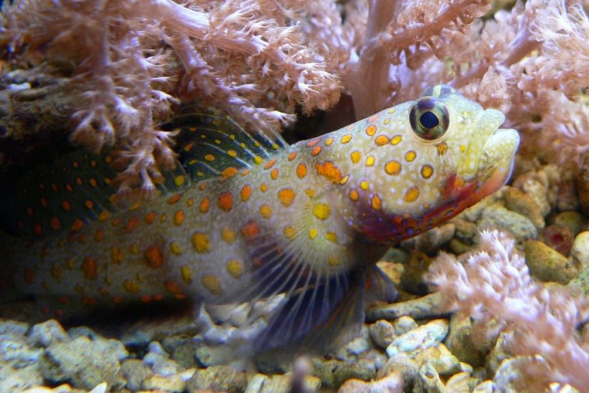 a.guttata