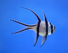 Pterapogon kauderni