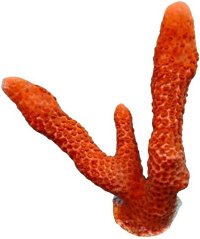 Montipora digitata RED / ORANGE