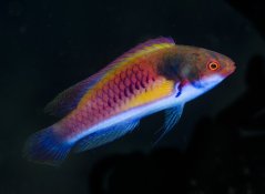 Cirrhilabrus ryukyuensis