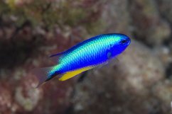 Pomacentrus alleni1