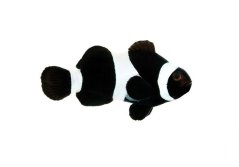 Amphiprion ocellaris Black