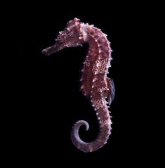 h.erectus8