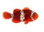 premnas biaculeatus Lighting Maroon1