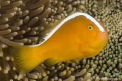 Amphiprion sandaricinos