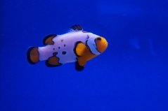 Amphiprion ocellaris Frostbite