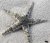 Archaster typicus
