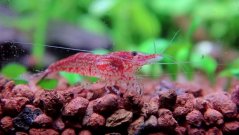 JBL manado and shrimp
