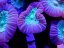 caulastrea echinulata 2