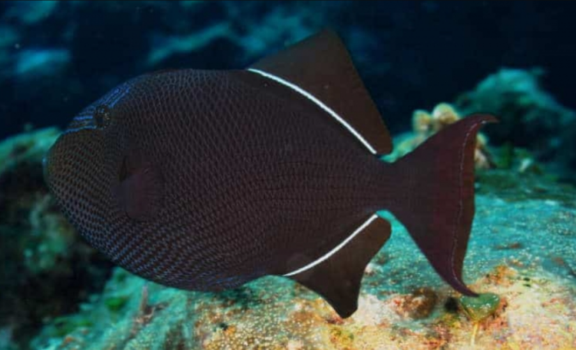 Melichthys indicus 10-12 cm