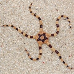 Ophiolepis superba