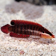 Belonepterygion fasciolatum