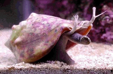 stombus alatus2