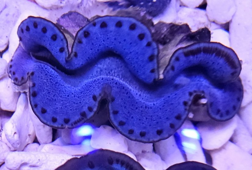 Tridacna maxima ULTRA BLUE č.3