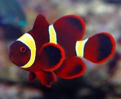 Premnas epigramma I
