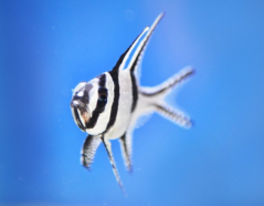 Pterapogon kauderni
