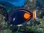 Acanthurus achilles7