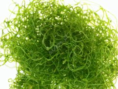 Chaetomorpha linum (Chaeto)
