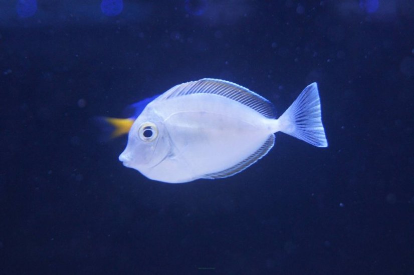 naso tonganus s 1600x1065