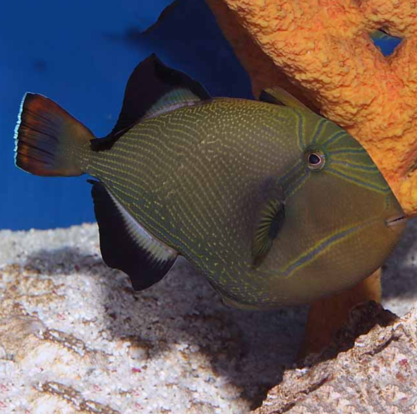Melichthys indicus 10-12 cm