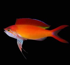 Pseudanthias ignitus