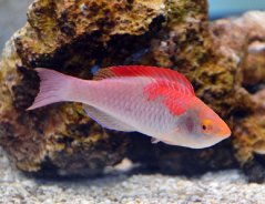 Cirrhilabrus adornatus