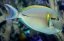 acanthurus nigricauda