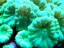 Caulastrea curvata MINT - Veľkosť koralu: 3 polypy