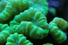 Caulastrea curvata MINT
