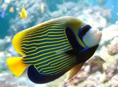 Pomacanthus imperator - velikost XXL