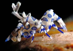 Hymenocera picta