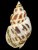 Babylonia formosae