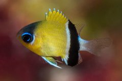 Chromis retrofasciata