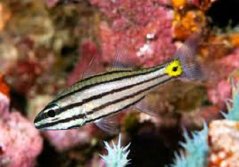 Cheilodipterus quinquilineatus