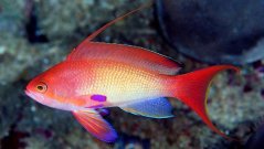 Pseudanthias squamipinnis samec